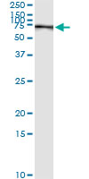 IP - PCK1 Antibody (monoclonal) (M01) AT3233a